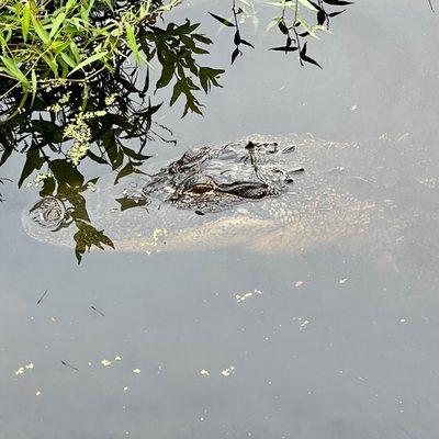 St. Andrews State Park in Panama City Beach. Wally is waiting for you to "drop in" at Gator Lake.