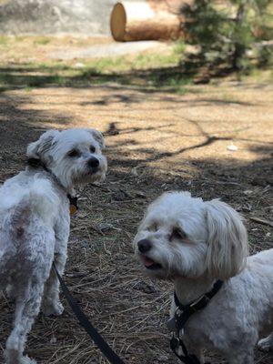 Great cuts by Garcia's Grooming!