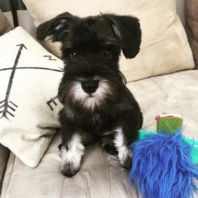 Miniature Schnauzer