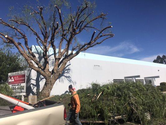 Profesional tree trimming