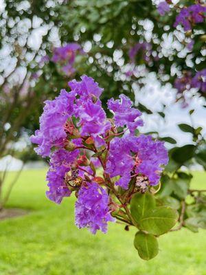 Crepe Myrtle