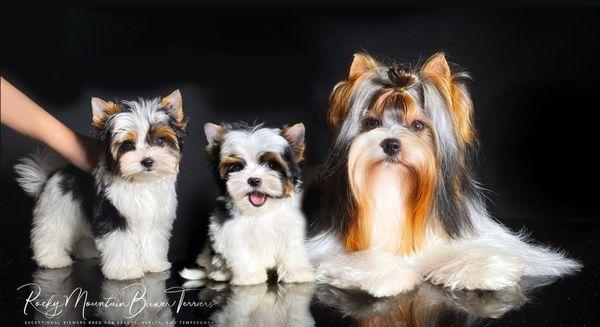 Rocky Mountain Biewer Terriers - Sally & Pups