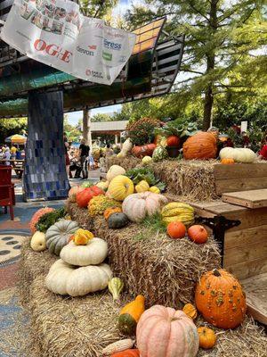 Pumpkinville experience at the Myriad Botanical Gardens. October 2023.