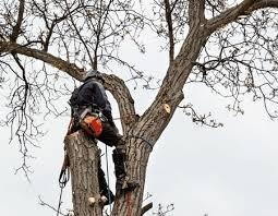 Tree Services