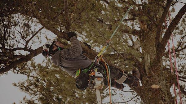 Tree Service