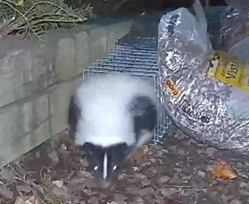 skunk being excluded from under the chimney