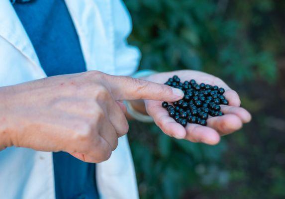 Supplements used by Lan He in TCM herbal treatments