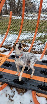 Agility at Playcare Enrichment Training!