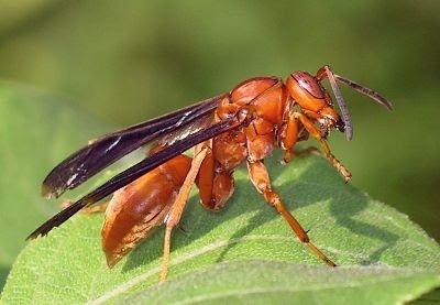 Paper wasp( mahogany wasps)