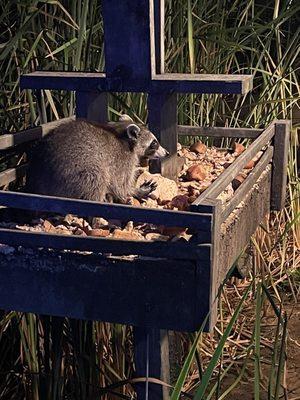 Go to see the raccoons!!