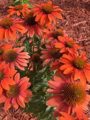 Coneflower Planting