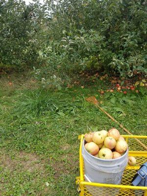 Apple pickin'