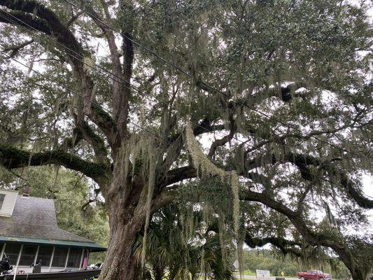 Old oak tree