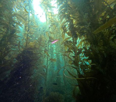 Kelp forest