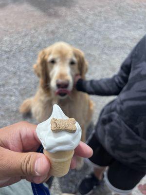 Puppy cone