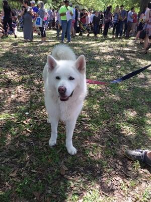 White Akita