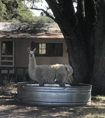 Dude..... stop pooping in my trough!