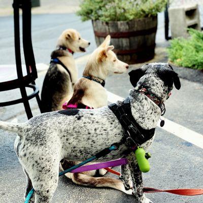 Brewery doggos!