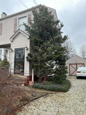 Don't wait to long to trim trees they could destroy your home