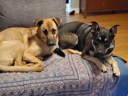 Duke, on the left,  hanging out with his doggie sister