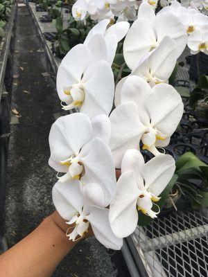 Large White Phalaenopsis Cut Flower for Wedding or Event