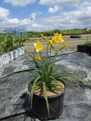 Stella D'Oro Daylily