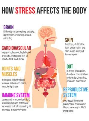 How stress affects the body.