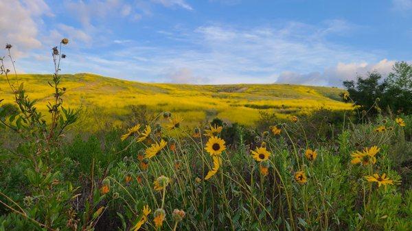 Great view of wild flowers.Nice hiking place. No crowds during the week