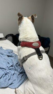 Senior dog getting acupuncture