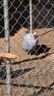 Peafowl  10-23-2023