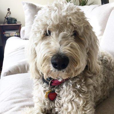 1yo. Goldendoodle