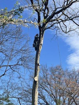 Tree trimming