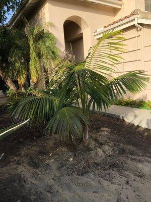 Kentia Palm delivered