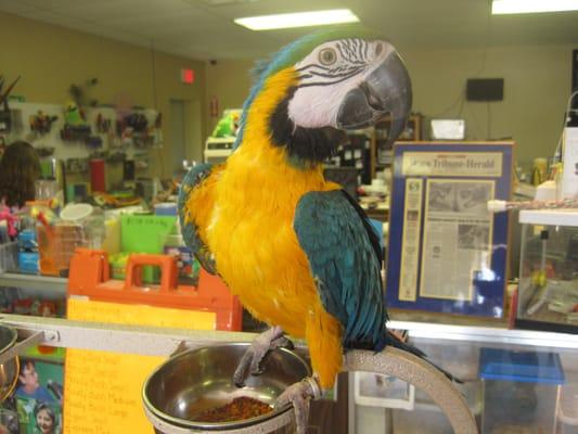 Sandy, a Blue and Gold Macaw.