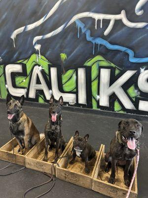 The Cali K9 effect!!