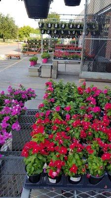 Great selection of flowers in August.