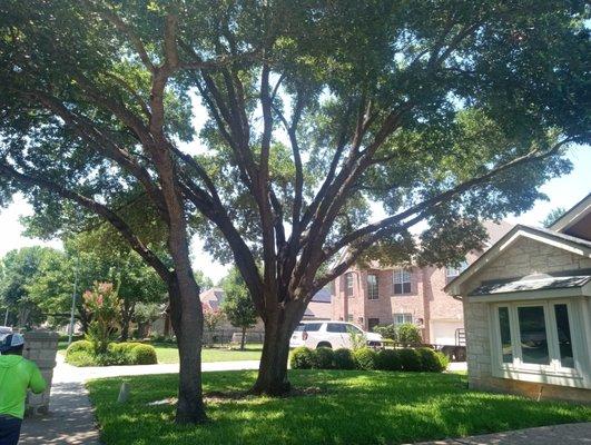 Tree Trimming