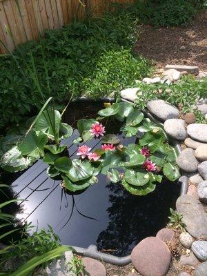 Water Lily Pond June 2018 after cleaning