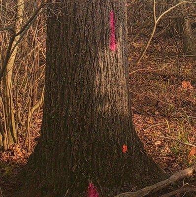 Walnut trees marked to cut