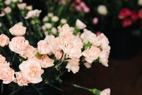 Beautiful Carnations