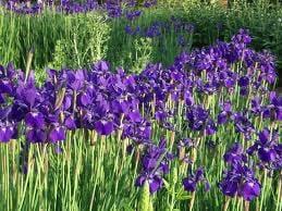 Siberian Iris