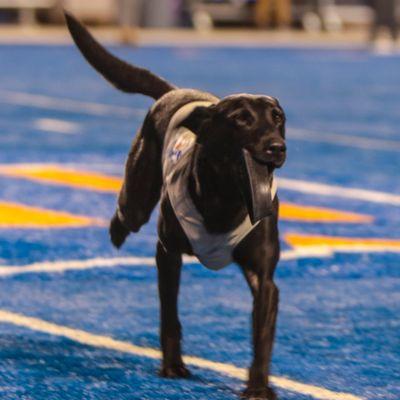 Cowboy Kohl the Tee Dog for Boise State University!