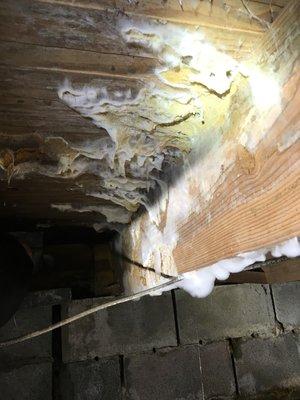 Mold in crawlspace