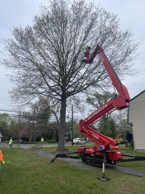 Tree trimming