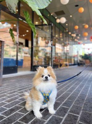 Cute dog-friendly patio (7 tables)!