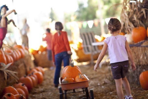 Don't worry about carrying your pumpkin, we have wagons!