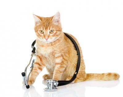 Veterinary Care in Chester, VA