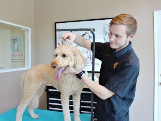 Nola gives Healthy Hound Grooming a try - as you can see she was very happy!