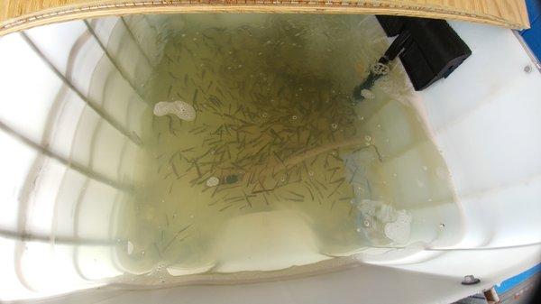 We also carry Live Shiner Minnows in a medium and large size