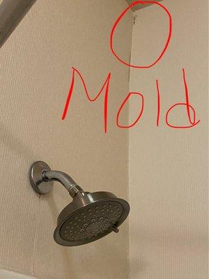 Mold in the shower